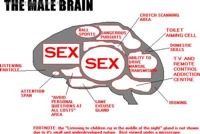 The male brain