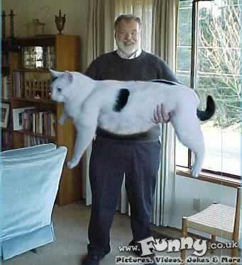 giant cat