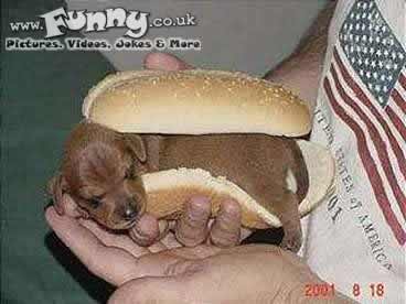 hot dog