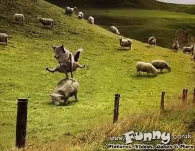 jump the sheep