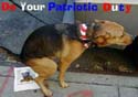 Patriot hund