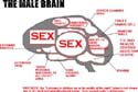 The male brain