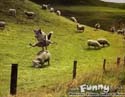 jump the sheep